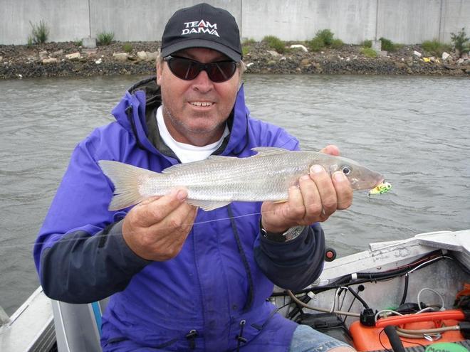 Another 38cm whiting on a blade in shallow water. Just remember to work them very slowly © Jarrod Day